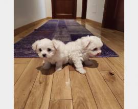 SPLENDIDI E BIANCHISSIMI CUCCIOLINI MALTESE