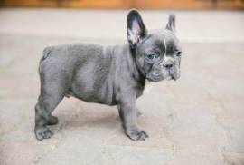  Cuccioli di bulldog francese 