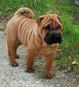  Cuccioli di sharpei 