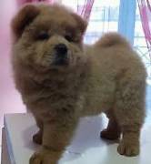  Cuccioli di chow chow 