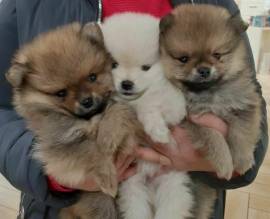  Cuccioli di spitz di pomerania 