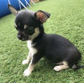  Chihuahua toy 