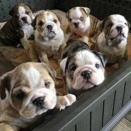 Cuccioli di Bulldog inglese