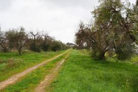 TERRENO AGRICOLO - VIA DELLE PICOZZE, CASTEL SAN PIETRO ROMANO (RM)