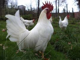 Galline, gallo e pulcini livornese bianca