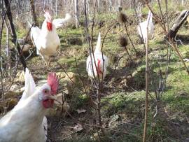 Galline, gallo e pulcini livornese bianca