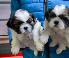 Cuccioli di shih tzu dispond