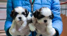 Cuccioli di shih tzu dispond