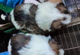 Cuccioli di shih tzu dispond