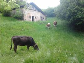 Vendita Carne Bovina Certificata Bio