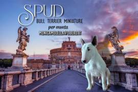 Bull terrier miniature maschio