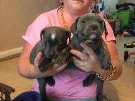 Cuccioli di Stafforshair Bull Terrier in adozione