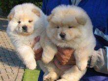 cuccioli di chow chow per l'approvazione