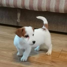 Cuccioli di Jack Russel