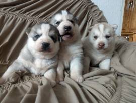 Cuccioli di husky siberiano