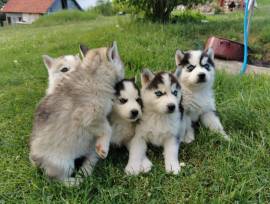 Cuccioli di husky siberiano