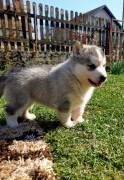 Cuccioli di husky siberiano