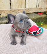 Bouledogue francese bulldog blu