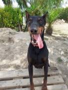 DEXTER doberman con forte carattere