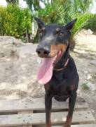 DEXTER doberman con forte carattere