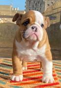 Cuccioli di bulldog inglesd