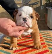 Cuccioli di bulldog inglesd