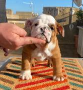 Cuccioli di bulldog inglesd