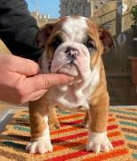 Cuccioli di bulldog inglesd