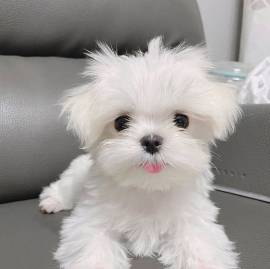 Cuccioli maltesi disponibili,