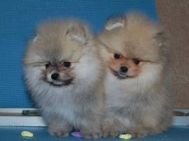 Spitz pomerania nano