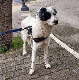 Willy, cucciolone di circa 1 anno, mix setter cerca famiglia