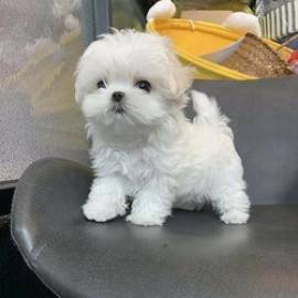 Regalo di cucciolo maltese