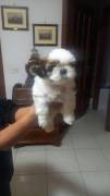 Cuccioli Shihtzu