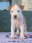 Amstaff