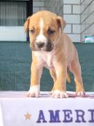 Amstaff