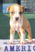 Amstaff