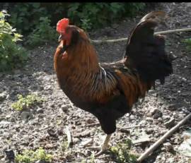 uova fertili marans e araucana 