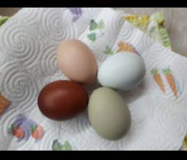 uova fertili marans e araucana 