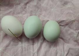 uova fertili marans e araucana 