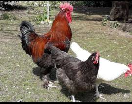 uova fertili marans e araucana 