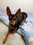 Pinscher nani 