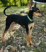 Pinscher nani 