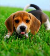  REGALO Cuccioli dolce e bella Beagle Stiamo dando questi nostri cuccioli sani maschi e femmine in u