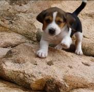  REGALO Cuccioli dolce e bella Beagle Stiamo dando questi nostri cuccioli sani maschi e femmine in u