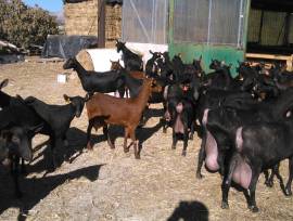 Vendiamo 240 capre + 110 caprette spagnole (razza Murciana-Granadina) = total 350 animalis 