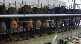 Vendiamo 240 capre + 110 caprette di 11 mesi spagnole (raza Murciana-Granadina)170 €