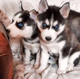  Regalo cuccioli Siberian Husky Maschio e Femmina Abbiamo disponibili cuccioli di Siberian Husky Mas
