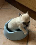 Cuccioli di Chihuahua 