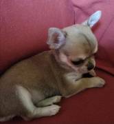 Cuccioli di Chihuahua 