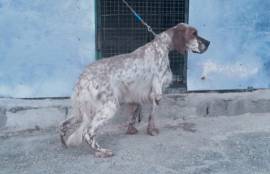 STREPITOSO SETTER INGLESE PRONTA CACCIA 